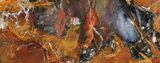Colorful, Polished Petrified Wood Section - Hubbard Basin #93923-1